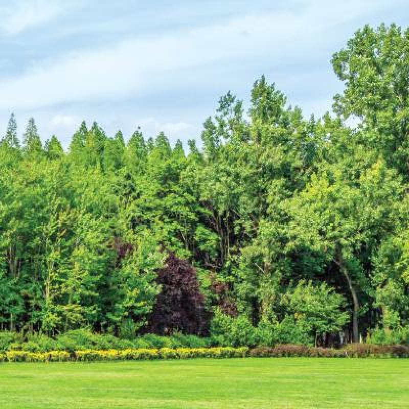 beautiful public park in the summer vibrant and green