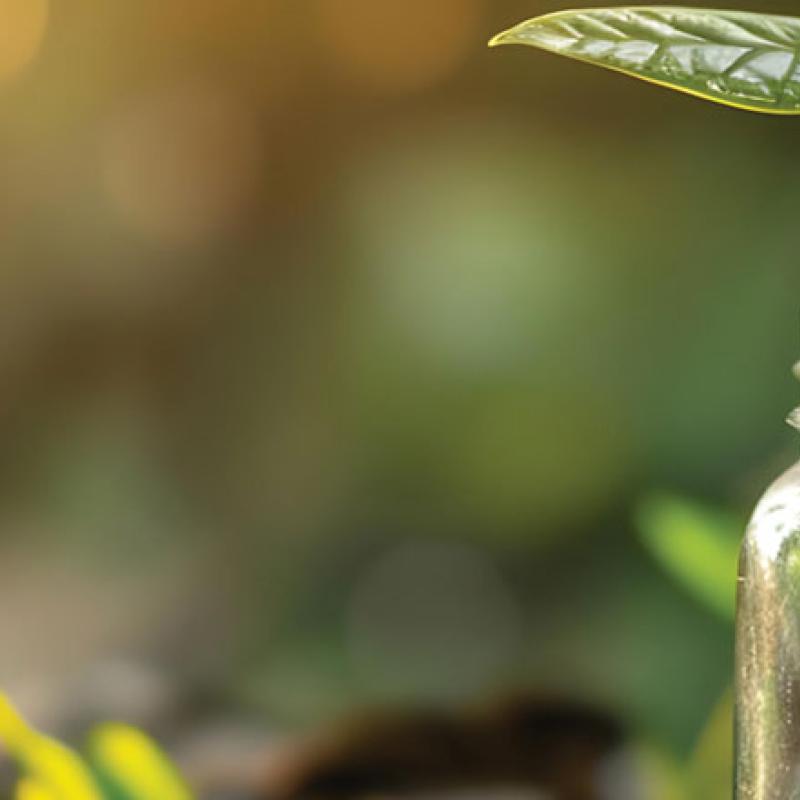two saplings growing from coins in jars