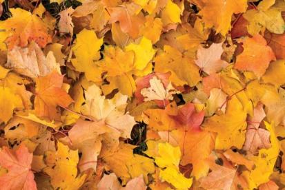 visual of fall leaves on the ground