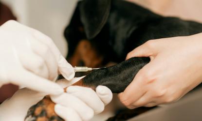 photo of a black dog getting a vaccination at the vet.