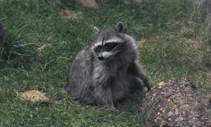 Photo of a raccoon on grass with a tree log.