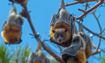 Photo of six bats hanging from a tree.