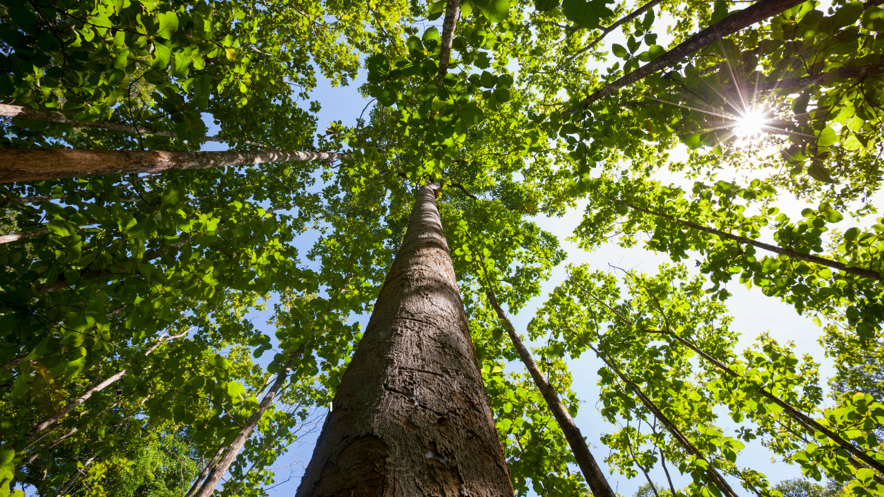 TREES