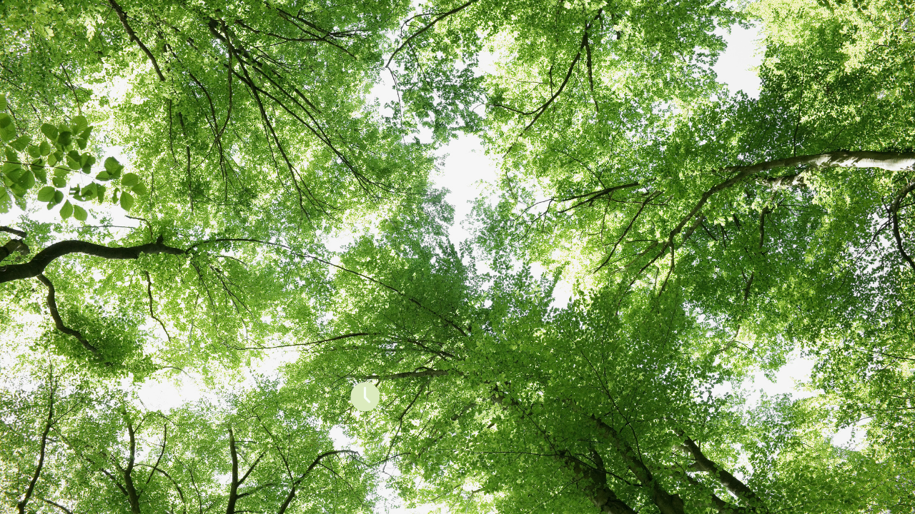 Summer Trees