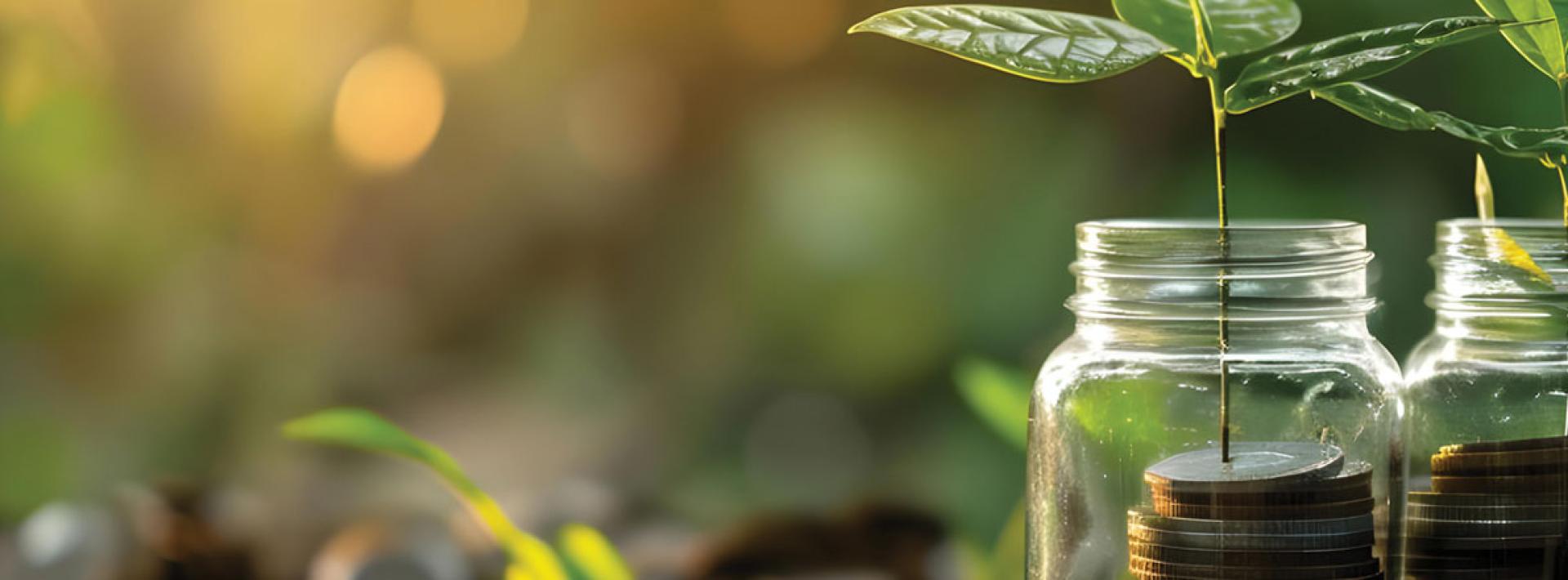 two saplings growing from coins in jars