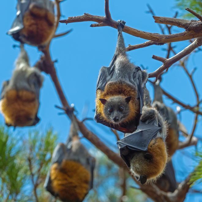 Photo of six bats hanging from a tree.
